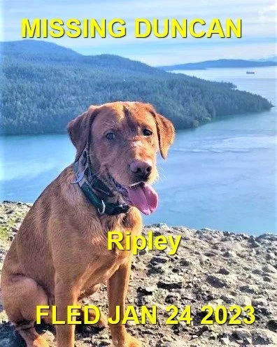 GONE TO SHELTER - HAPPY ENDINGS - DUNCAN BC. / RIPLEY / JAN 24, 2023