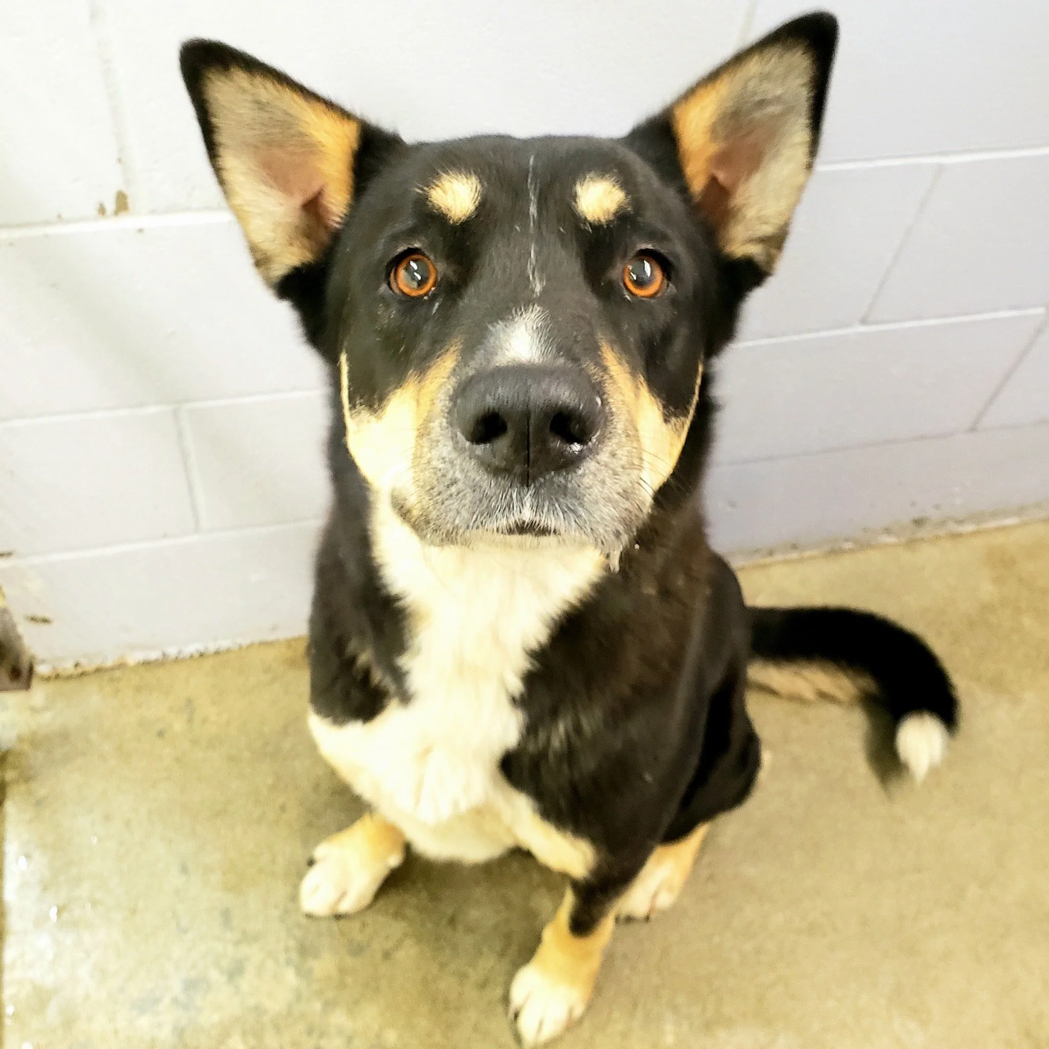 GONE TO SHELTER - HAPPY ENDINGS - CEDAR BC. / NAKITA / JAN 23, 2023