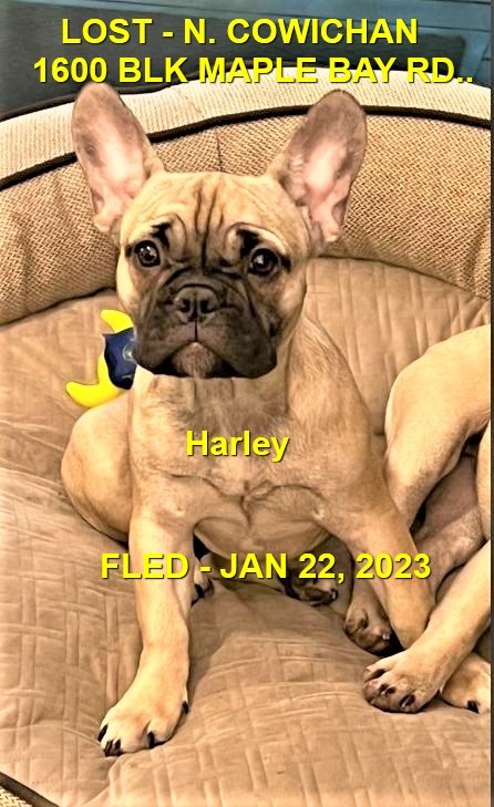 HAPPY ENDINGS - N. COWICHAN BC. / HARLEY / JAN 22, 2023