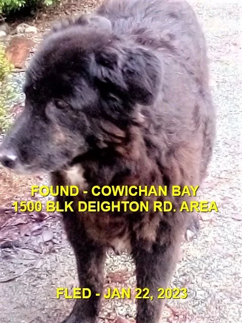 GONE TO SHELTER - HAPPY ENDINGS - COWICHAN BAY BC. / JAN 22, 2023