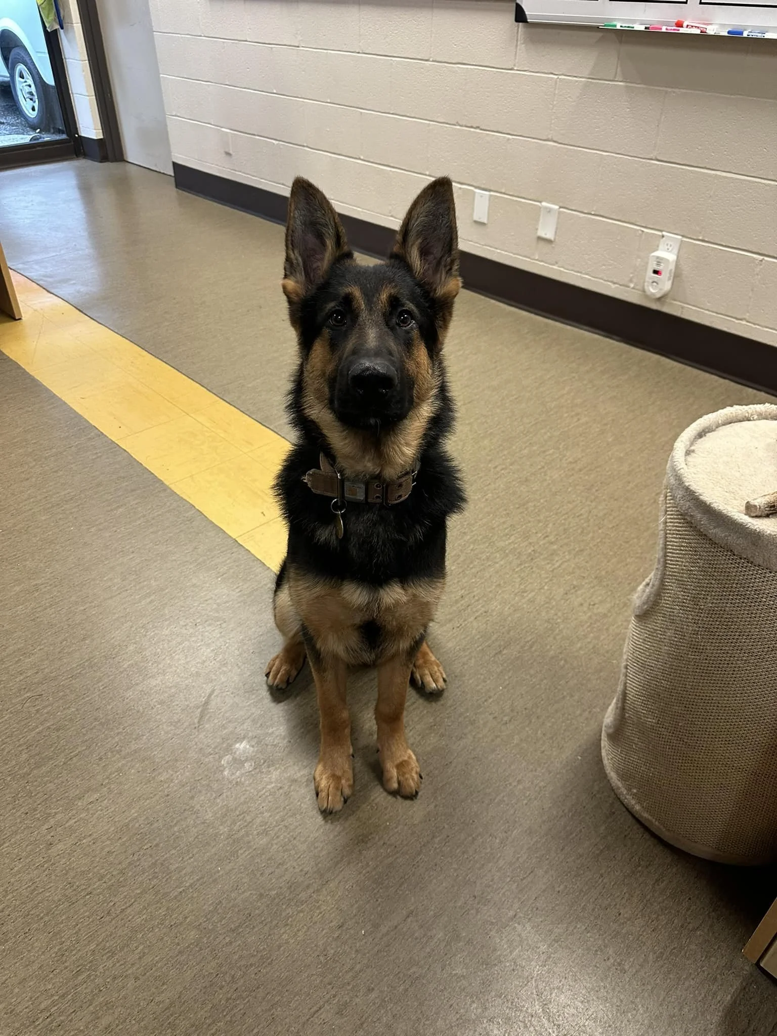 GONE TO SHELTER - HAPPY ENDINGS - NANAIMO BC. / KODA / JAN 21, 2023