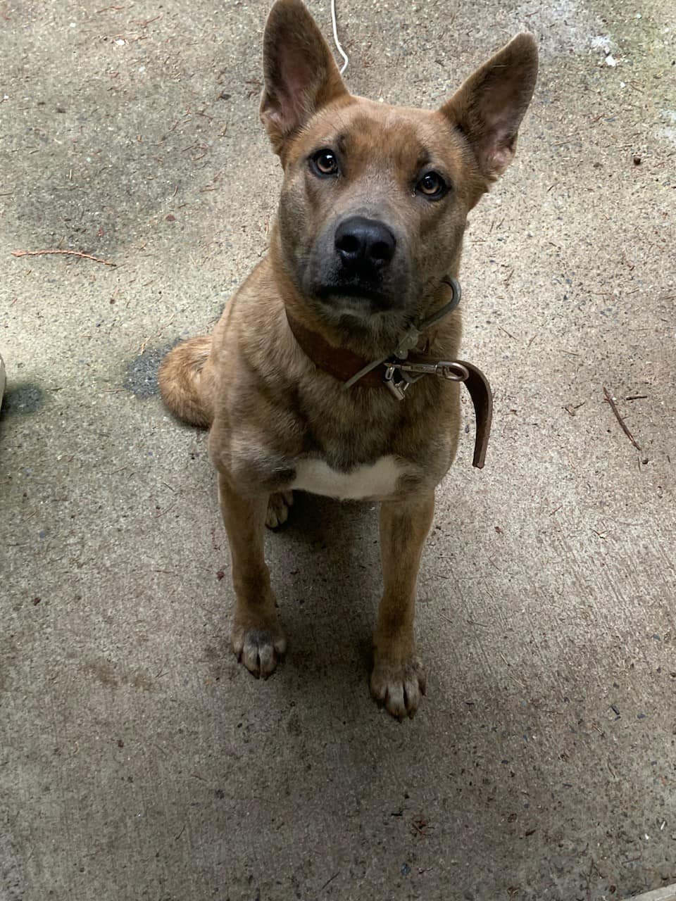 GONE TO SHELTER - HAPPY ENDINGS - CEDAR BC. / JAN 20, 2023