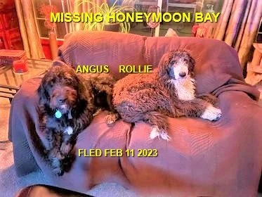 CAME HOME ON THEIR OWN - HONEYMOON BAY BC. / ROLLIE &amp; ANGUS / FEB. 11, 2023