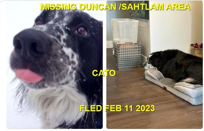 CAME HOME ON OWN - DUNCAN BC. / CATO /  FEB. 11, 2023