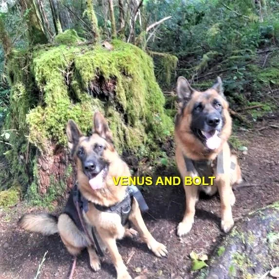 HAPPY ENDINGS - HONEYMOON BAY BC. / BOLT &amp; VENUS / FEB. 10, 2023