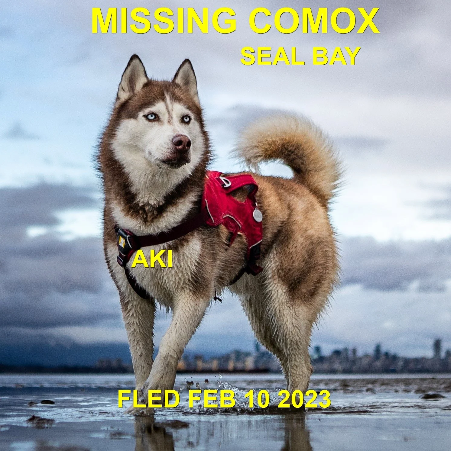 HAPPY ENDINGS - COMOX (SEAL BAY) / AKI / FEB. 10, 2023