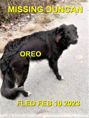GONE TO SHELTER - DUNCAN BC. / OREO / FEB 10, 2023