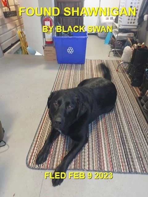 HAPPY ENDINGS - SHAWNIGAN LAKE BC. / FEB. 9, 2023