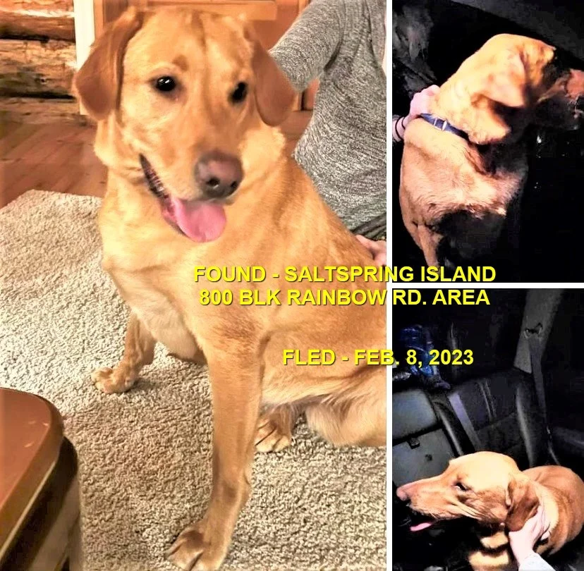 HAPPY ENDINGS - SALTSPRING ISLAND BC. / FEB. 7, 2023