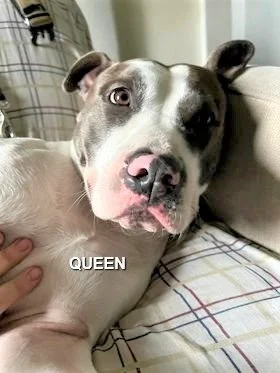 GONE TO SHELTER - VICTORIA BC. / QUEEN / FEB. 6, 2023