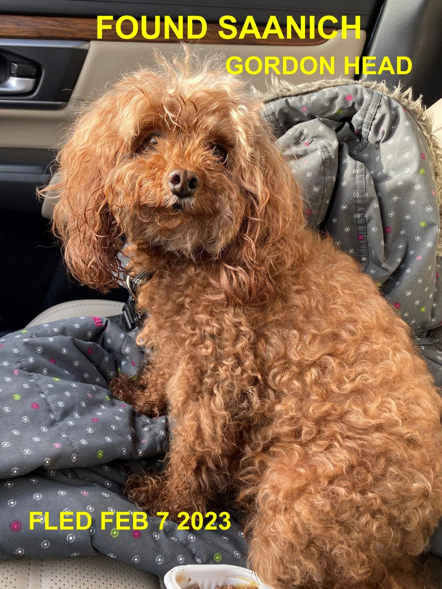GONE TO SHELTER - SAANICH BC. / FEB 7, 2023