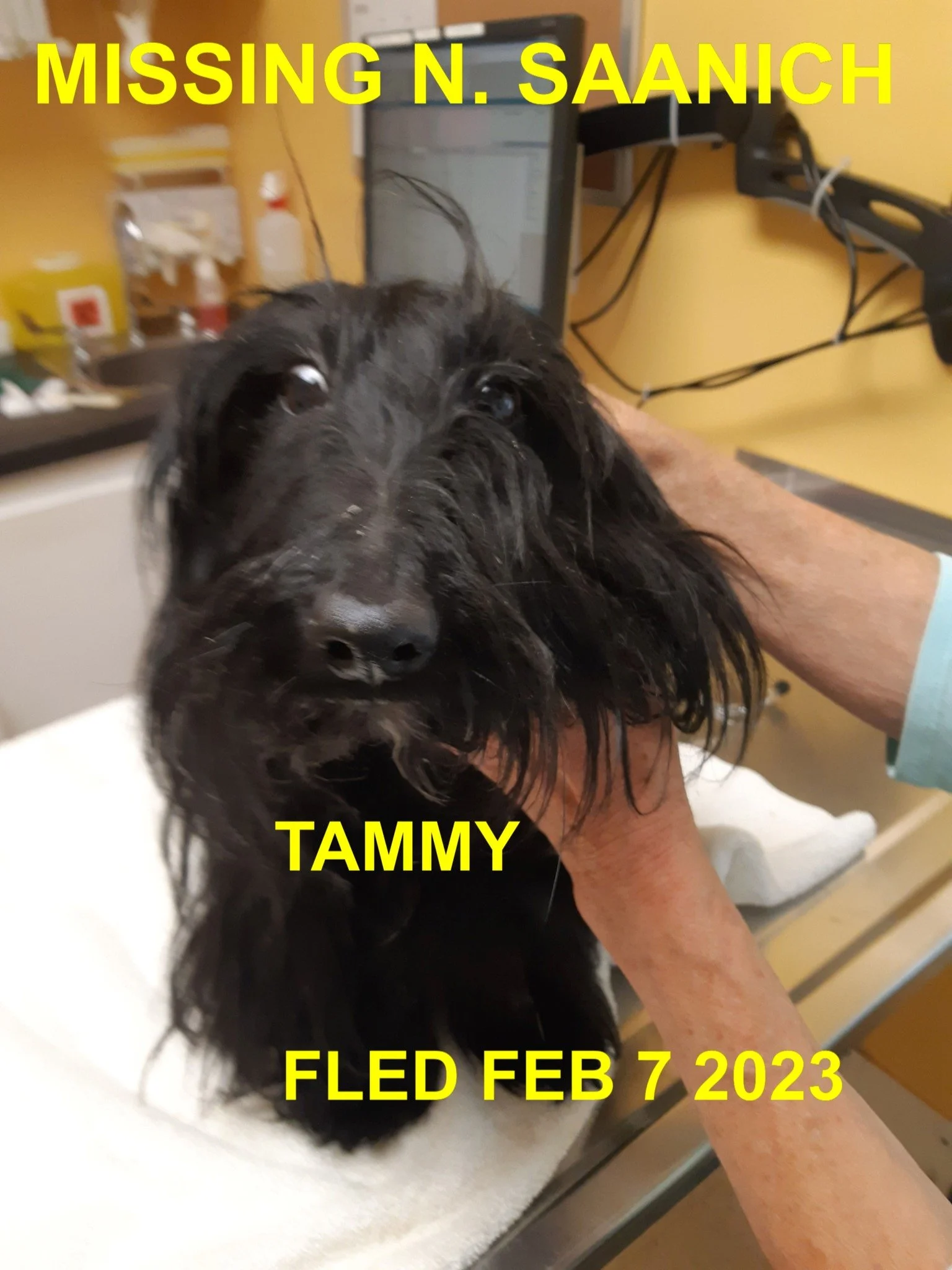 HAPPY ENDINGS - NORTH SAANICH BC. / TAMMY / FEB. 7, 2023