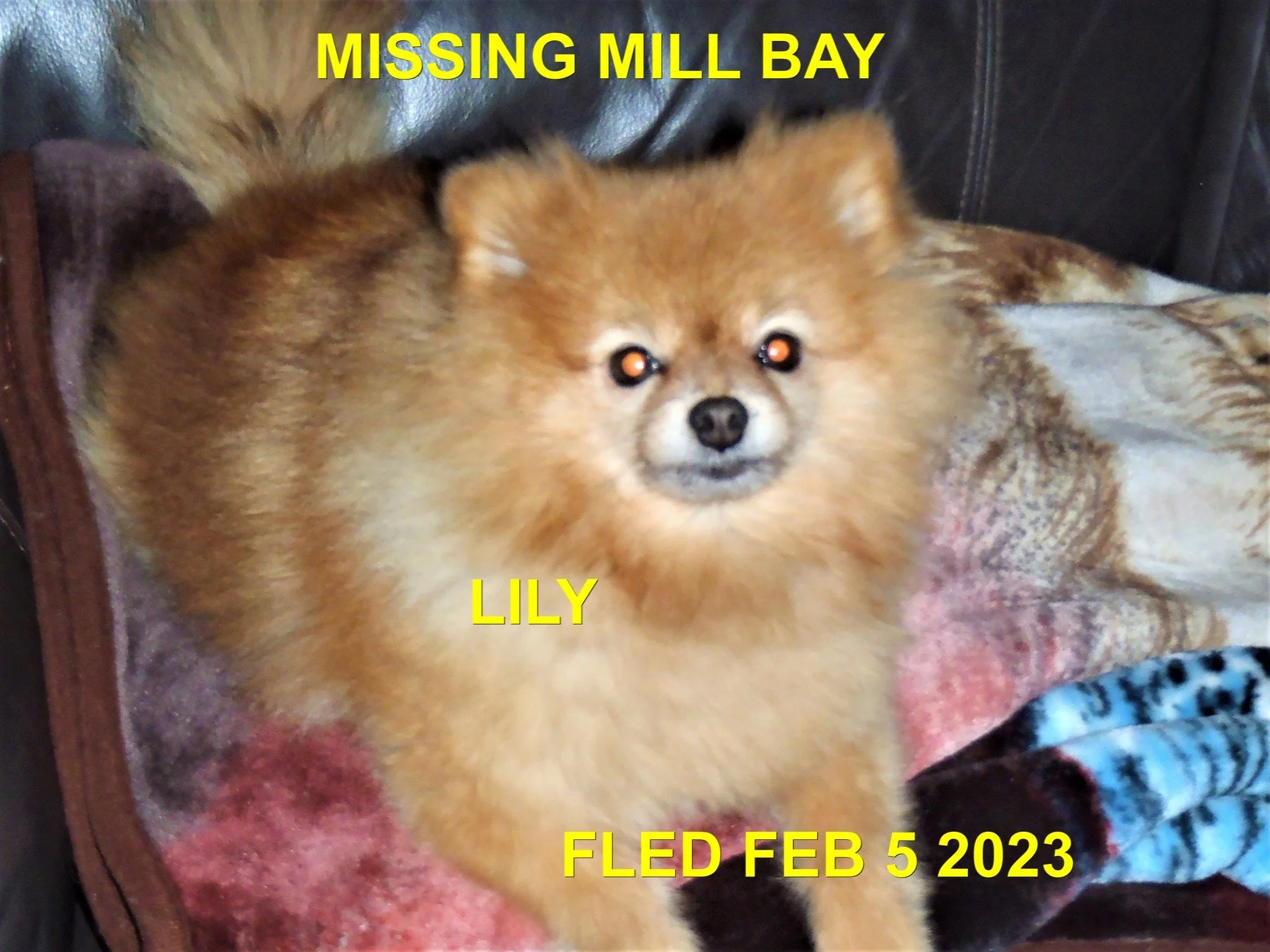 HAPPY ENDINGS - MILL BAY BC. / LILY / FEB 4, 2023