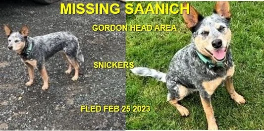 HAPPY ENDINGS - SAANICH BC. / SNICKERS / FEB. 25, 2023