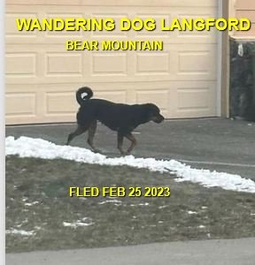 GONE TO SHELTER - LANGFORD BC. / FEB. 25, 2023