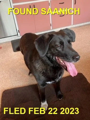 HAPPY ENDINGS - SAANICH BC. / FEB. 22, 2023