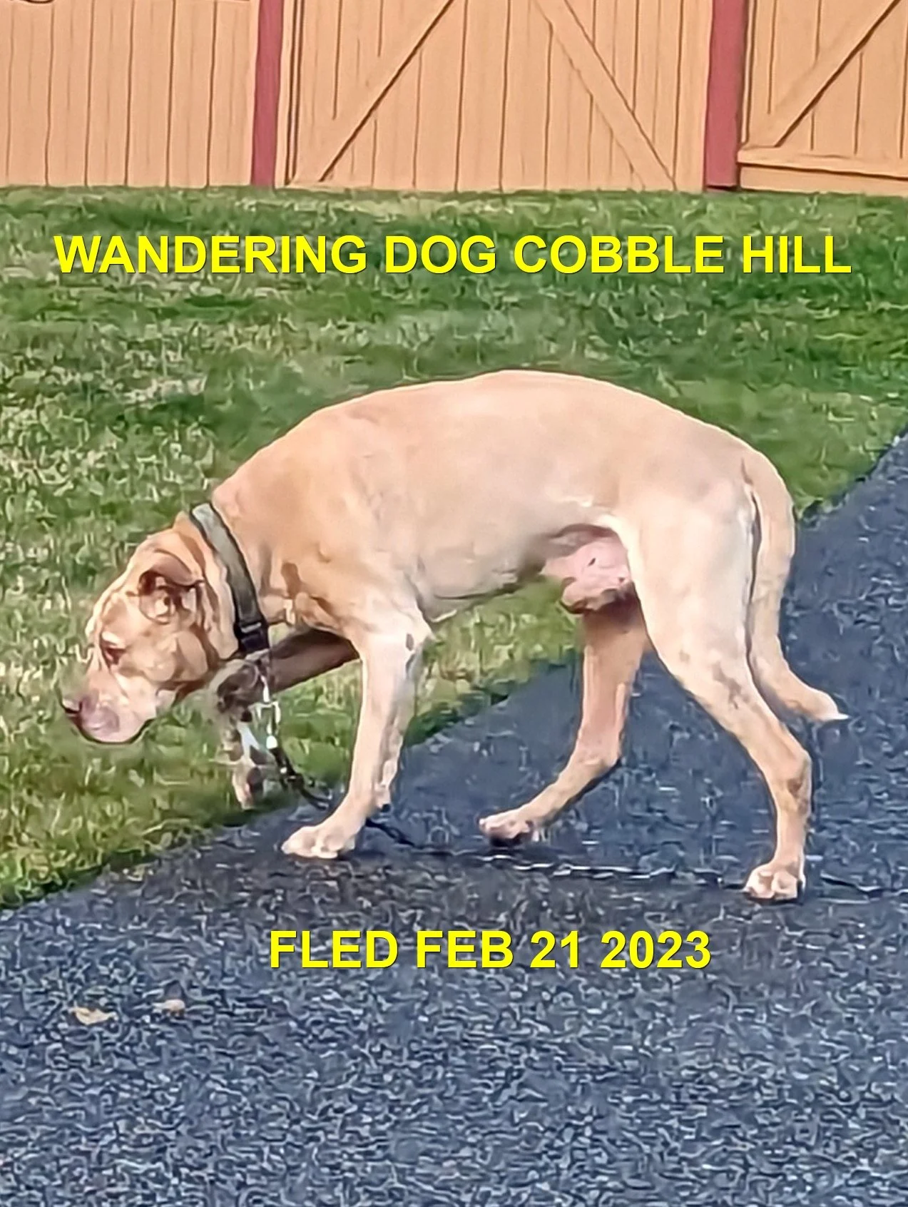 UNRESOLVED - COBBLE HILL BC. / FEB 21, 2023