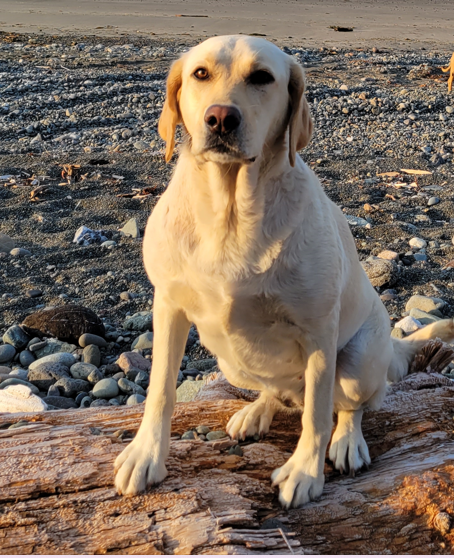 HAPPY ENDINGS - COBBLE HILL BC. / ALICE / FEB. 20, 2023