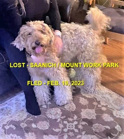 HAPPY ENDINGS - SAANICH BC. / ALFIE / FEB. 19, 2023