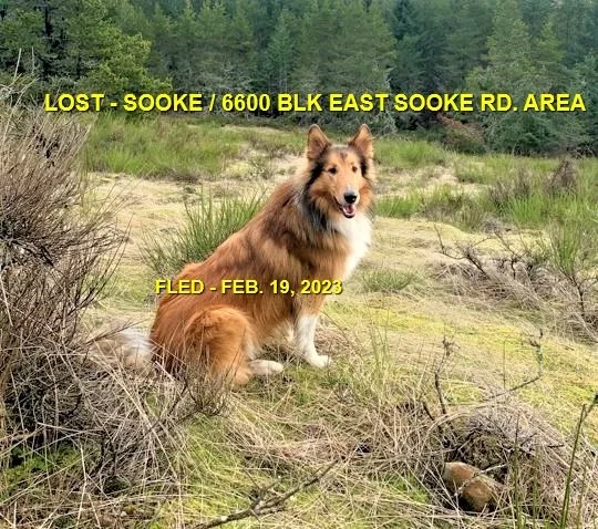 HAPPY ENDINGS - SOOKE BC. / MORTY / FEB 19, 2023