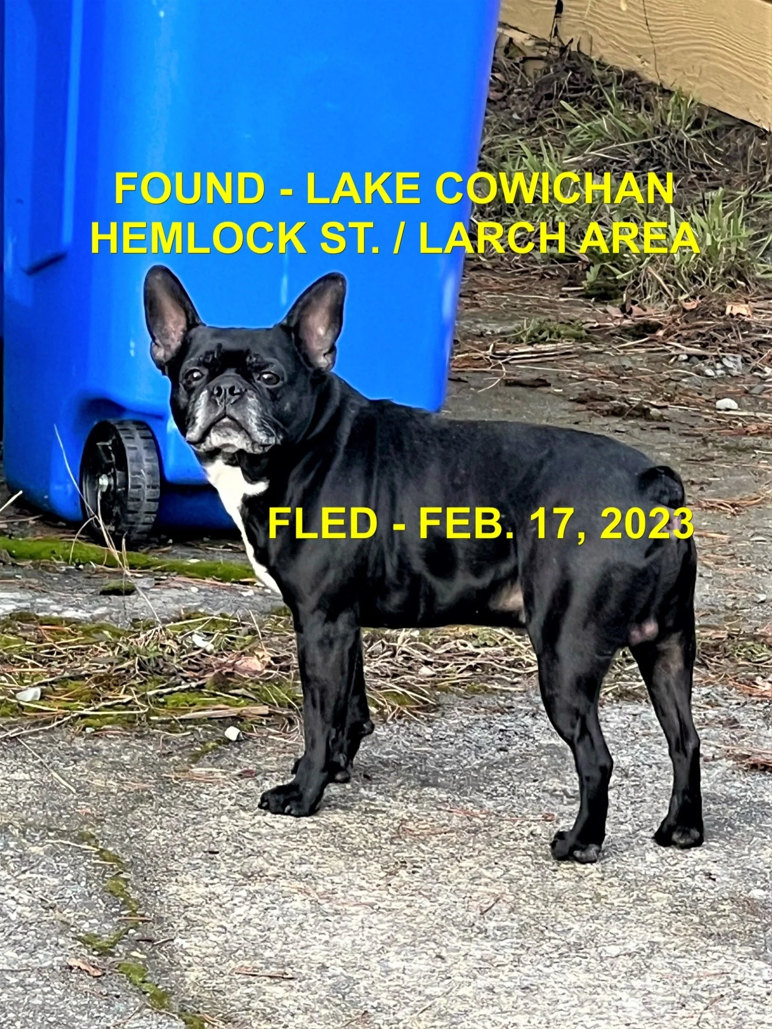 HAPPY ENDINGS - LAKE COWICHAN BC. / FEB 17, 2023