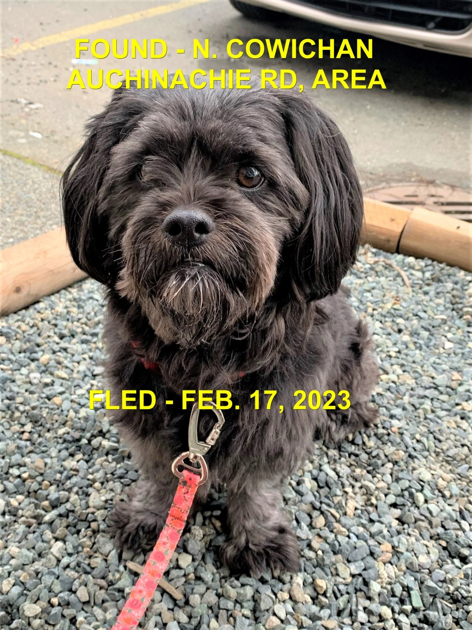 HAPPY ENDINGS - NORTH COWICHAN BC. / FEB. 17, 2023
