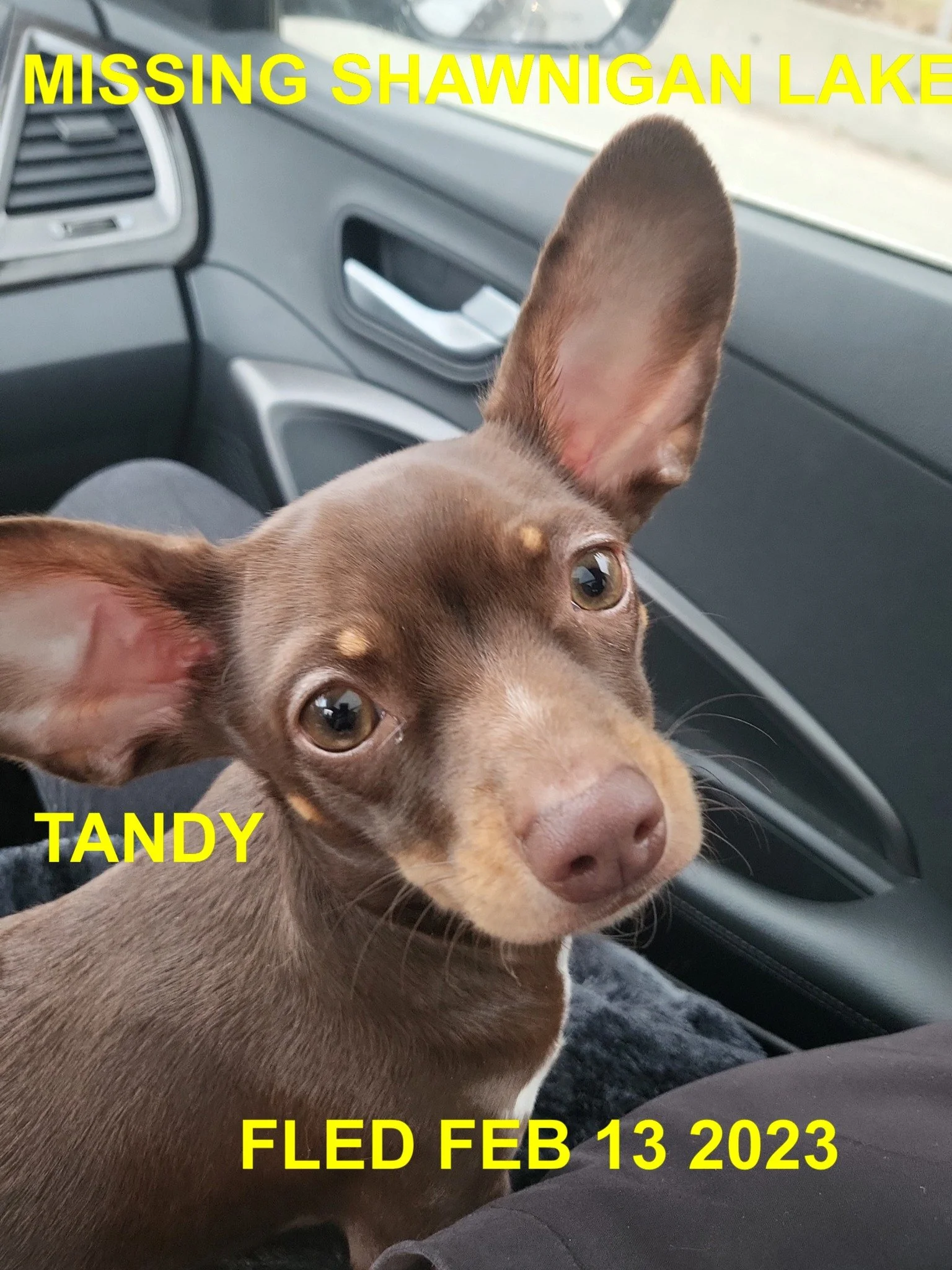 HAPPY ENDINGS - SHAWNIGAN LAKE BC. / TANDY / FEB. 13, 2023