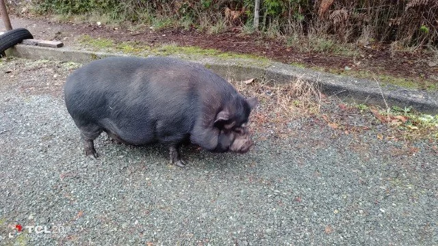 HAPPY ENDINGS - CROFTON BC. / PIGGY / FEB 1, 2023