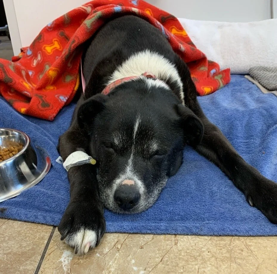 HIT BY CAR - LANTZVILLE BC./ LUCKY / OWNERS FOUND / JAN 30, 2023