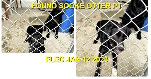      

 
   OWNER FOUND  FOUND SOOKE  OTTER POINT  City / Municipality: Otter Point District  Location Found: Otter Point Place  Time: 8:30:1 AM  Date: 1/12/2023  Collar / Tags: None  Breed / Colours / General Description: Black Lab Crosses - one has