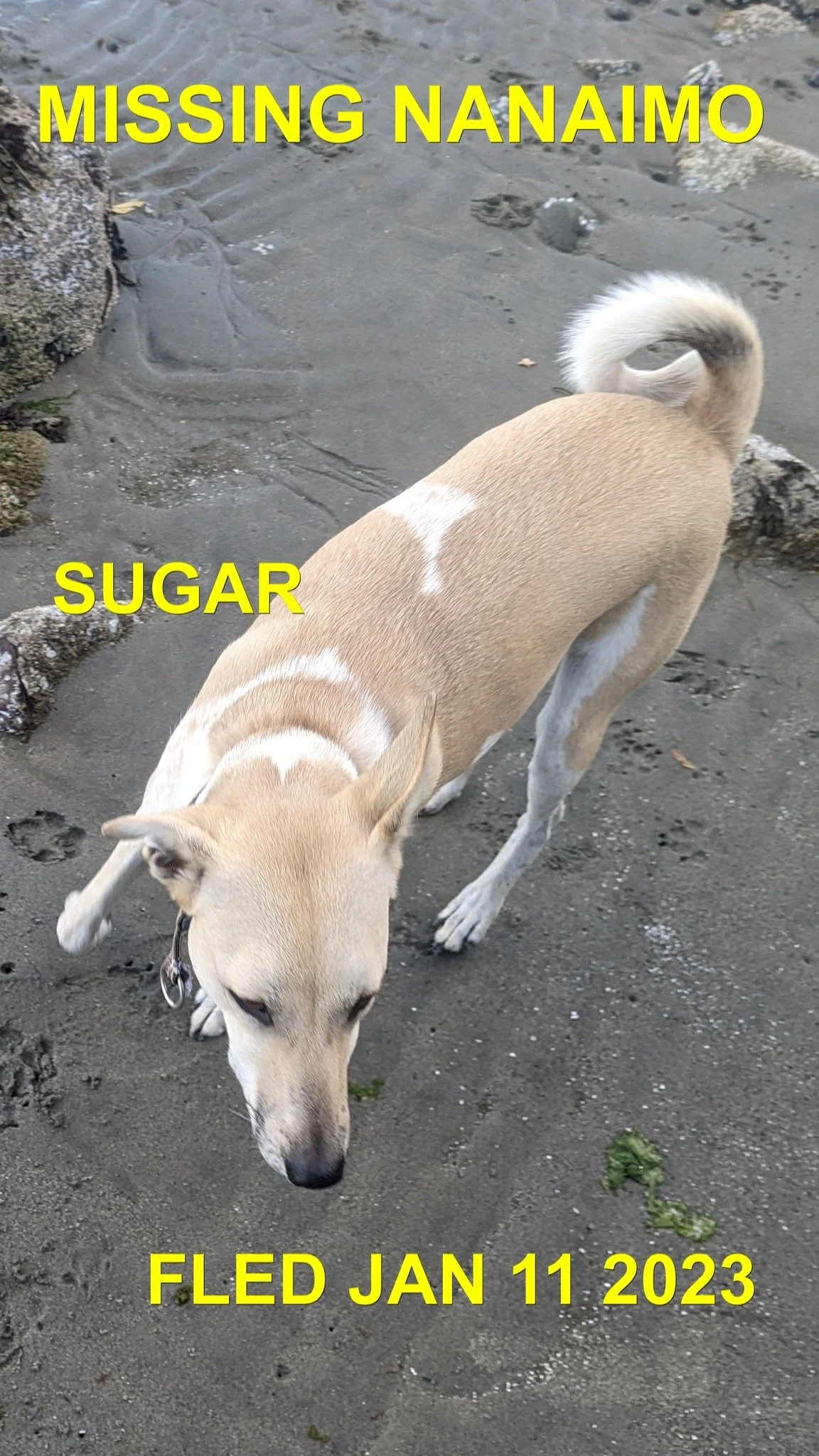 HAPPY ENDINGS - NANAIMO BC. / SUGAR / JAN 11, 2023