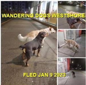 HAPPY ENDINGS - LANGFORD BC. / JAN. 9, 2023