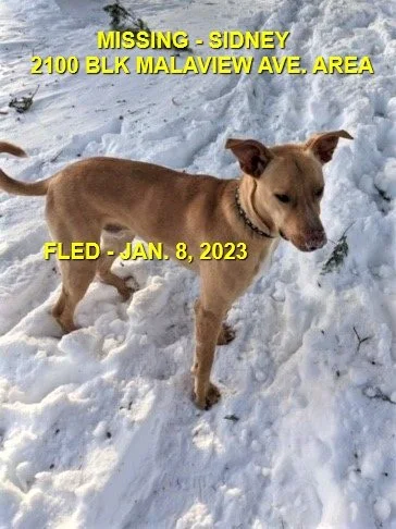 HAPPY ENDINGS - SIDNEY BC. / OLLIE / JAN 8, 2023