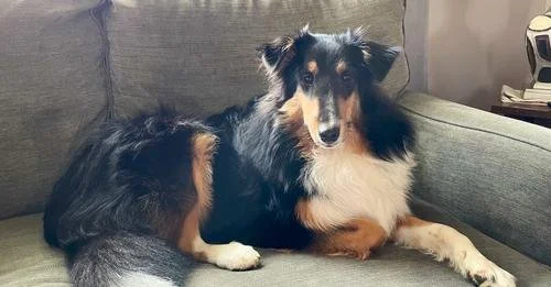 A BEAUTIFUL STORY OF SURVIVAL