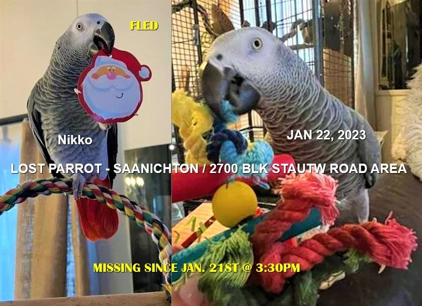 UNRESOLVED - SAANICHTON BC. / PARROT NIKKO / JAN 21, 2023