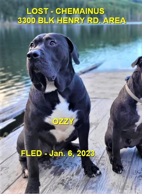 HAPPY ENDINGS - CHEMAINUS BC. / OZZY / JAN 6, 2023