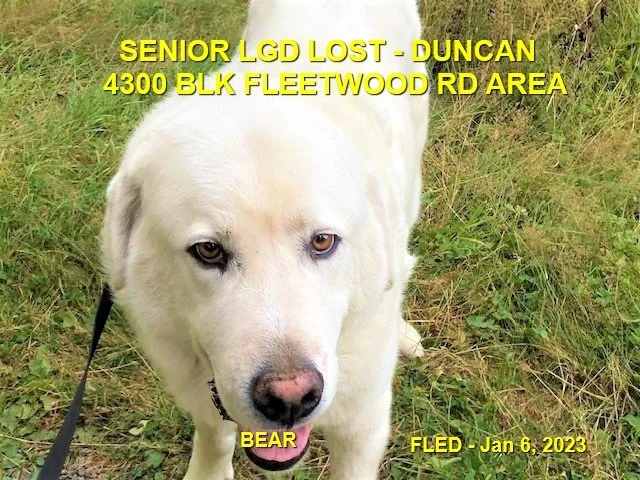 HAPPY ENDINGS - DUNCAN BC. / SENIOR BEAR / JAN 6, 2023