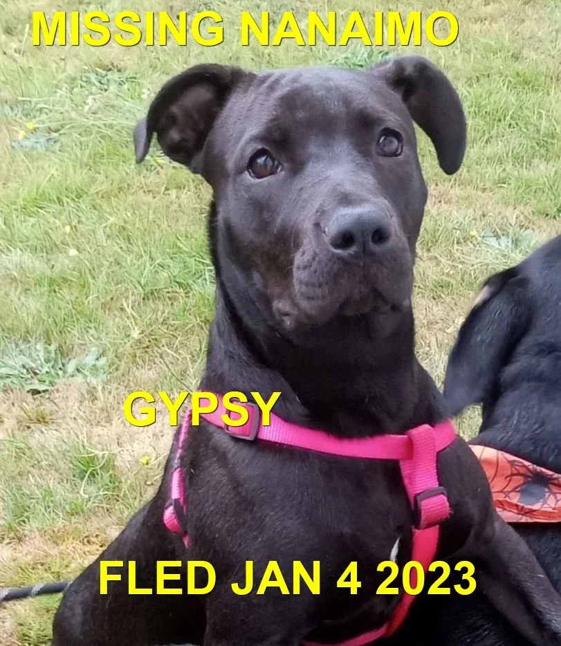 HAPPY ENDINGS - NANAIMO BC. / GYPSY / JAN 2, 2023