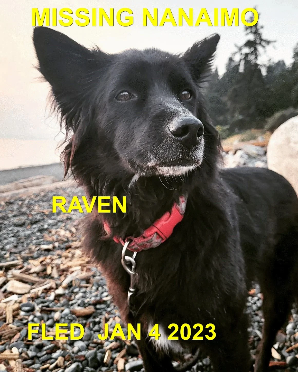 HAPPY ENDINGS - NANAIMO BC. / RAVEN / JAN 4, 2023