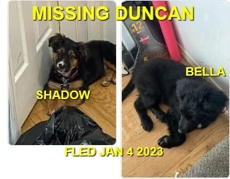 GONE TO SHELTER - DUNCAN / SHADOW &amp; BELLA / JAN 1, 2023