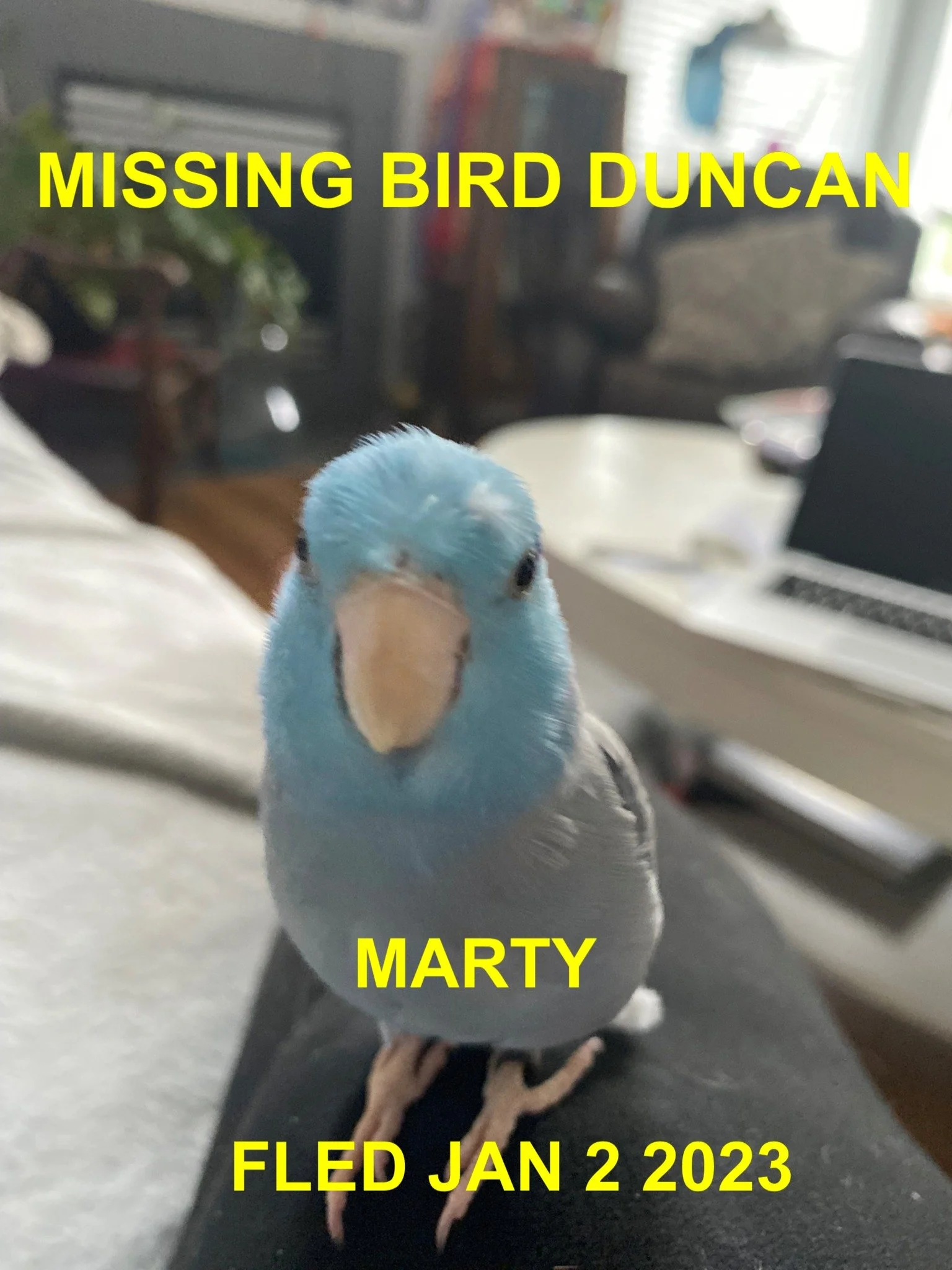 UNRESOLVED - DUNCAN BC. / PARROT MARTY / JAN 2, 2023
