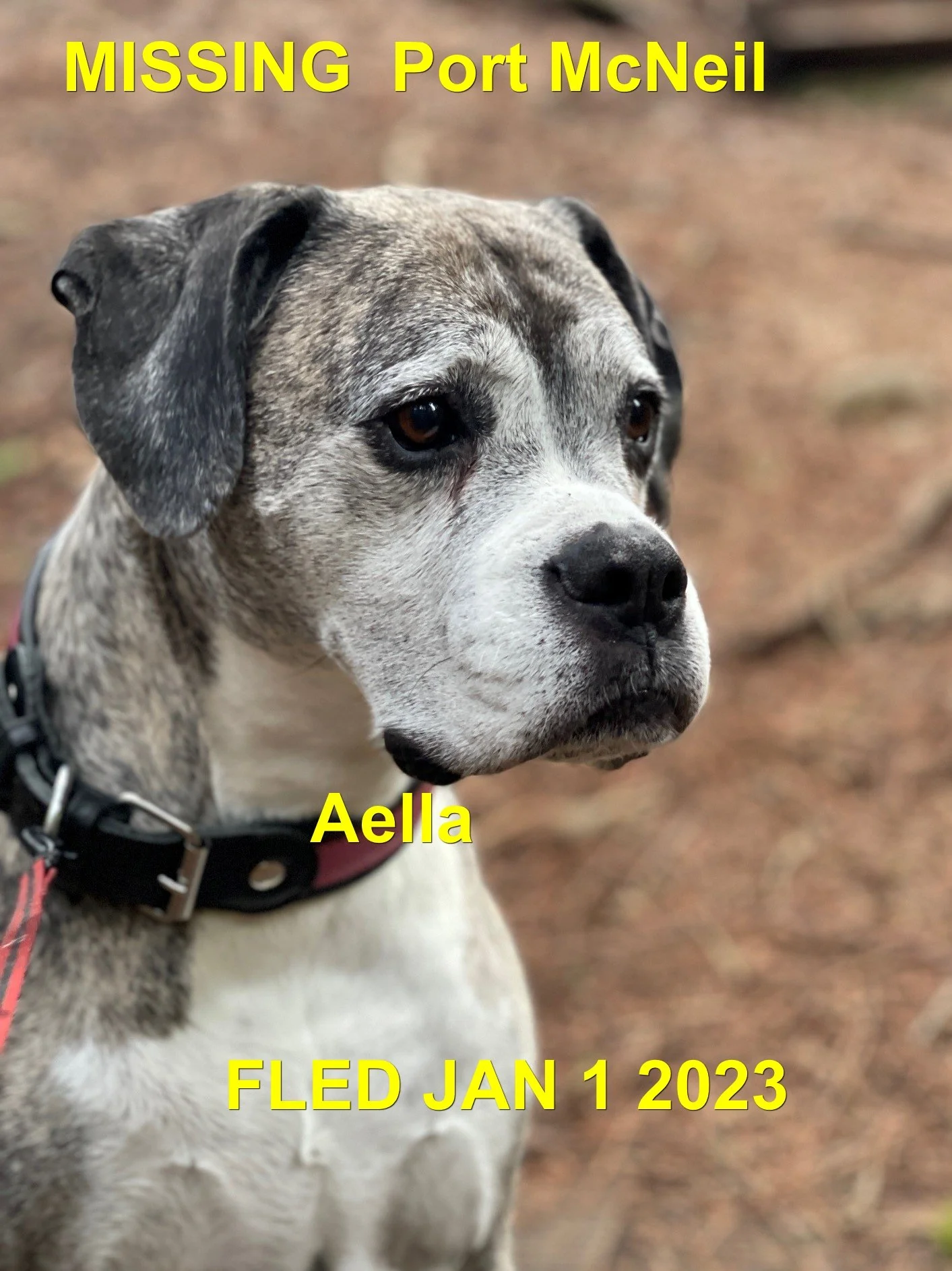 HAPPY ENDING AFTER 7 DAYS - PORT MCNEIL BC. / AELLA / DEC. 31, 2022