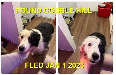 HAPPY ENDINGS - COBBLE HILL BC. / LILY / JAN 1, 2023