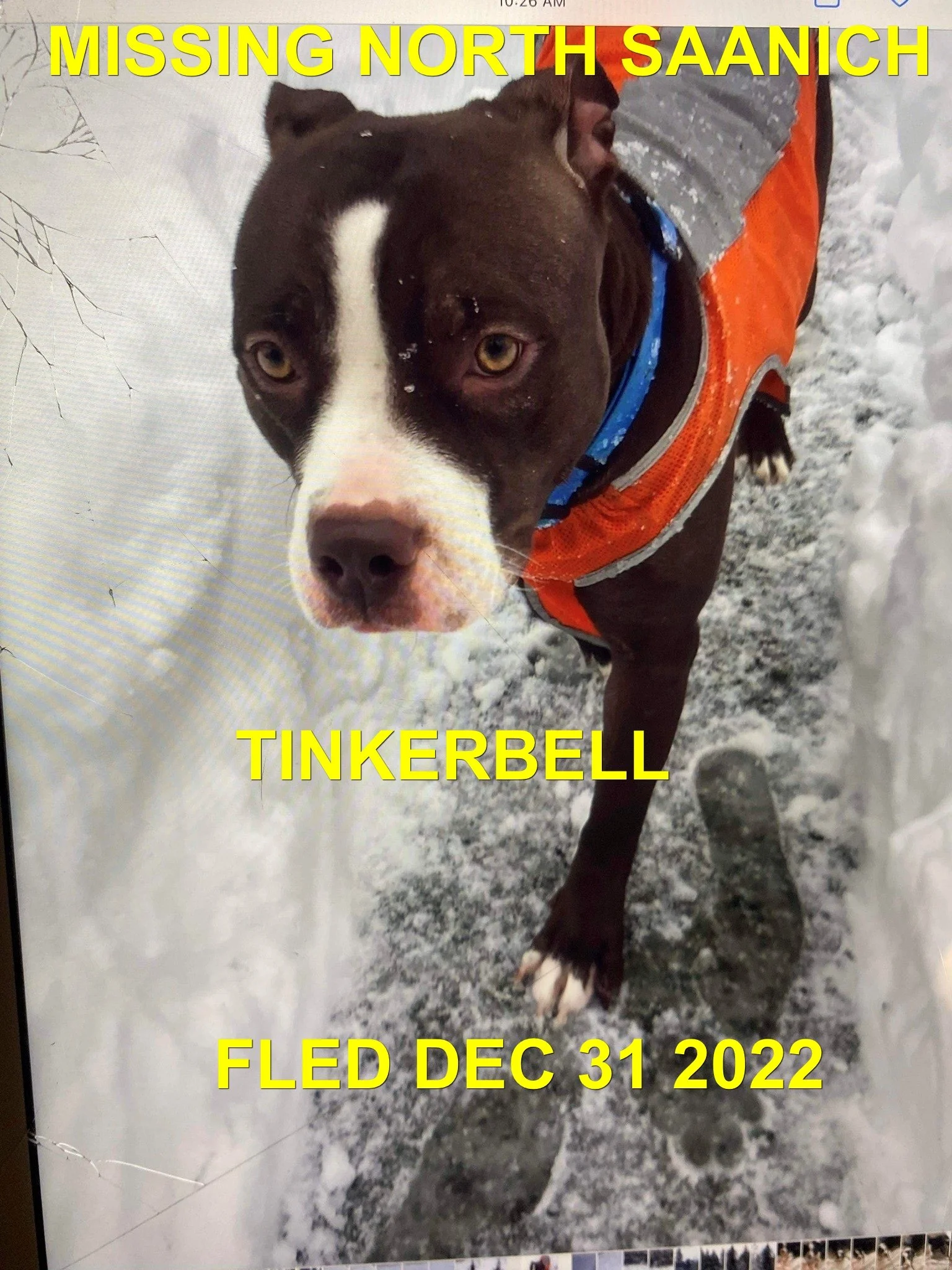 HAPPY ENDINGS - NORTH SAANICH BC. / TINKERBELL / DEC. 30, 2022
