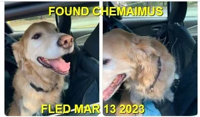 HAPPY ENDINGS / GONE TO SHELTER - CHEMAINUS BC. / GAGE / MAR. 13, 2023