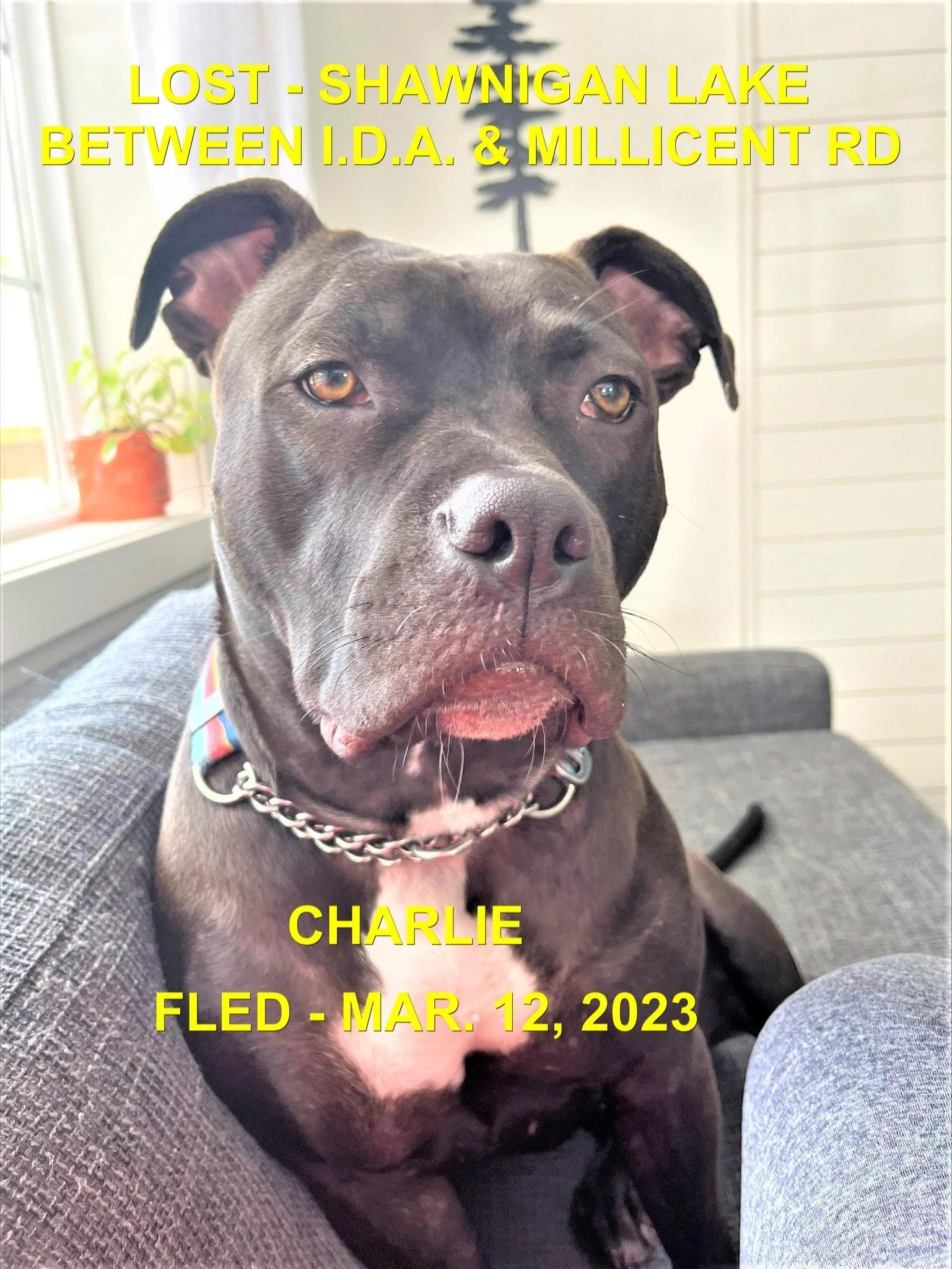     

 
   CHARLIE HAS BEEN FOUND SAFE  LOST - SHAWNIGAN LAKE / BETWEEN I.D.A. &amp; MILLICENT RD AREA  City / Municipality: Shawnigan Lake  Area Dog is Missing: In footpath between I.D.A. and Millicent rd  Time: 2:30:0 PM  Pet Name: Charlie  Date: 