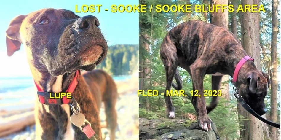 HAPPY ENDINGS - SOOKE BC. / LUPE / MAR. 12, 2023