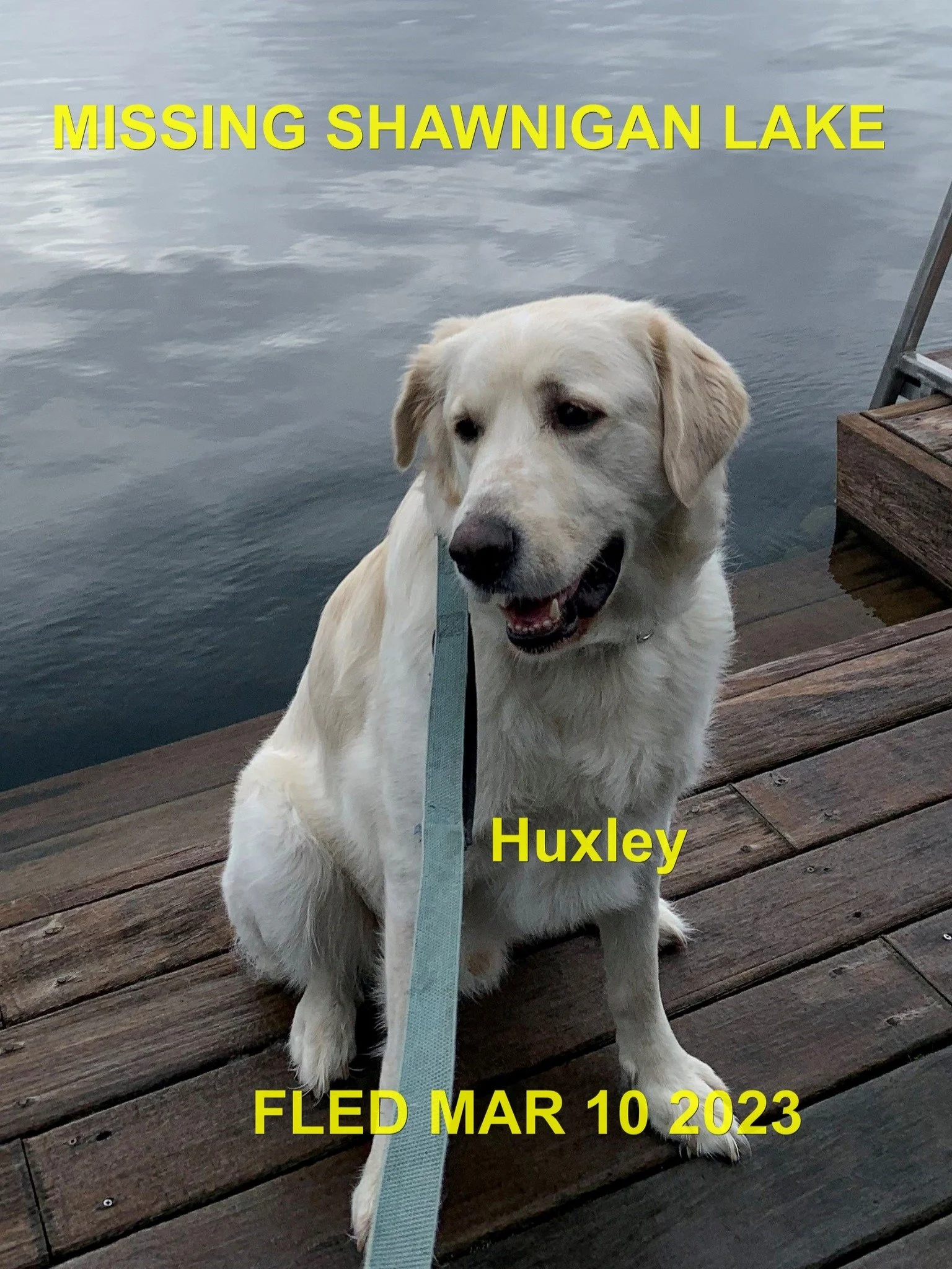 CAME HOME ON HIS OWN - SHAWNIGAN LAKE BC. / HUXLEY / MAR. 10, 2023
