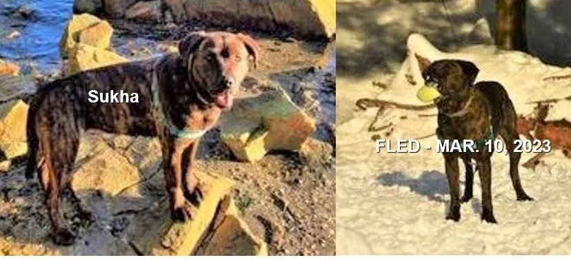 HAPPY ENDINGS - GONE TO SHELTER - DUNCAN BC. / SUKHA / MAR 9, 2023