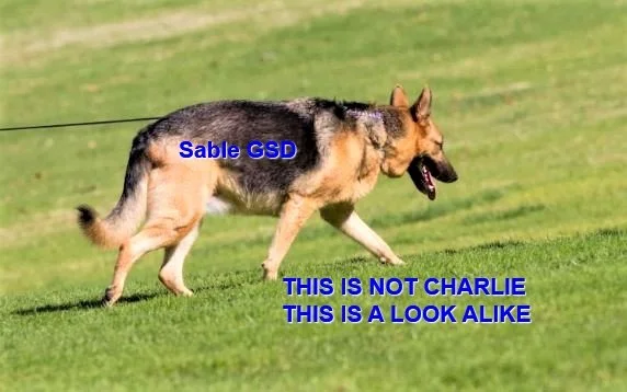 GONE TO SHELTER - HAPPY ENDINGS - MILL BAY BC. / CHARLIE / MAR. 4, 2023